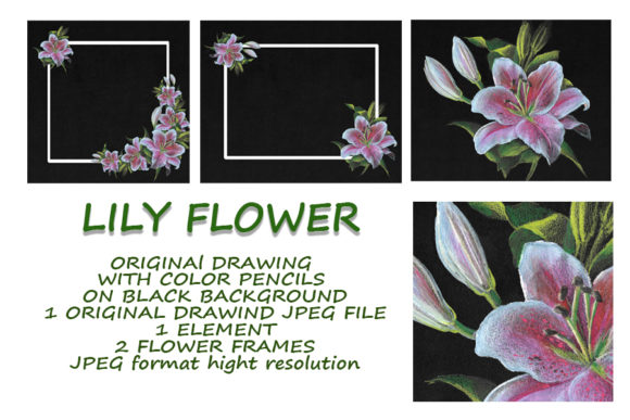Lily at Night: A Hand-Drawn Floral Asset for Creative Design